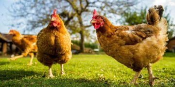 Tavuklar kümese giren tilkiyi ‘birlik olup öldürdü’