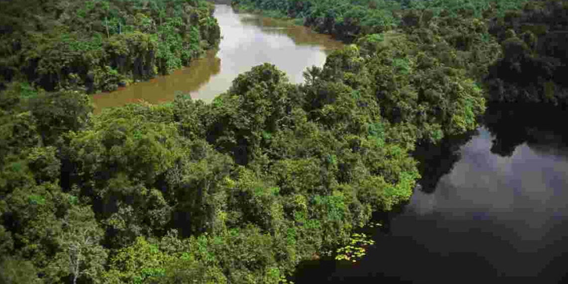 12 milyon hektar tropikal orman yok oldu
