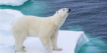 Buz parçası üzerinde sürüklenen kutup ayısı 700 km uzaklıktaki köye indi﻿