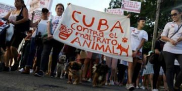 Havana’da ilk bağımsız sokak eylemi: Kübalılar hayvanlar için yürüdü