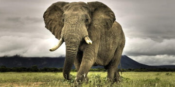 Gergedan avlamaya çalışan adamı önce fil ezdi sonra aslan yedi