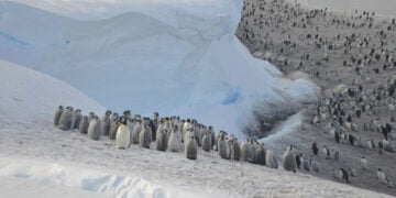 Küresel ısınma: Antartika’da binlerce penguen öldü