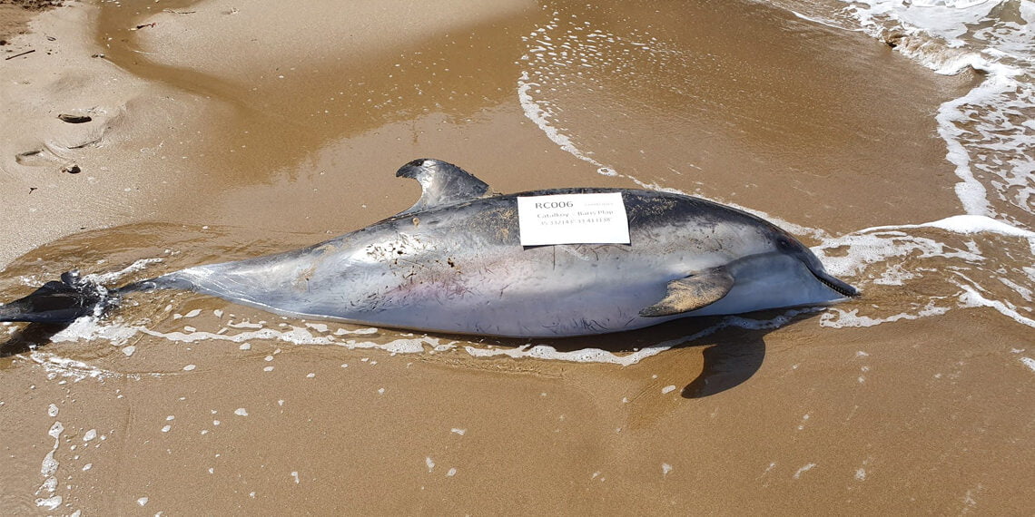 Çatalköy’de ölü yunus bulundu: Midesinde aşırı derecede plastik çıktı
