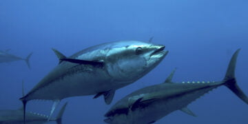 Orkinos katliamına izin