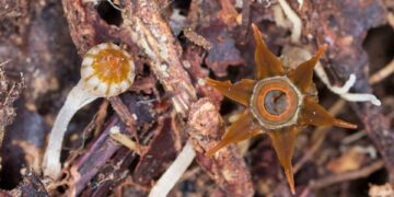 Dünyada son 250 yılda ‘600’e yakın bitki türünün nesli tükendi’