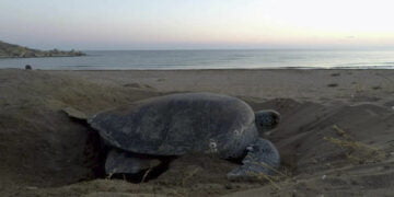 Kaplumbağalar için uyarı