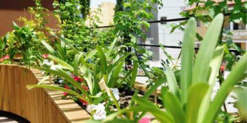 LTB, Lefkoşa’nın ilk “Yeşil Balkon”larını belirledi