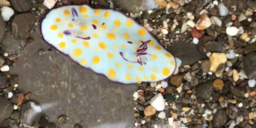 İnsanlık, tarihte ilk kez bir denizin değişimine tanıklık ediyor: Akdeniz tropikleşiyor