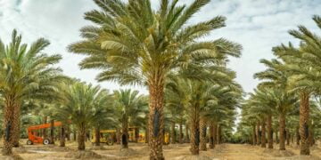 Orman Dairesi izni ile 10 adet hurma ağacı söküldü