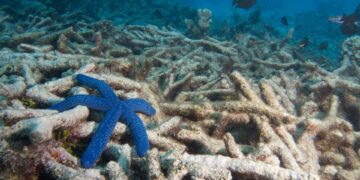Çevre gruplarından çağrı: UNESCO mercan resiflerini ‘tehlikede’ olarak tanımlasın