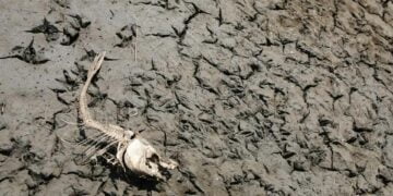 ‘6. kitlesel yok oluş’ yaşanıyor olabilir