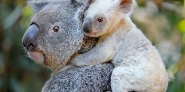 Yeni Güney Galler’deki koalaların nesli 2050 yılına kadar tükenebilir