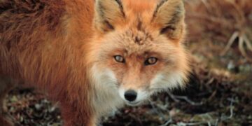 “Eğlence’de tilkiler dolanıyor!”