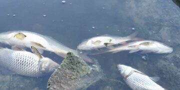 Gönyeli Barajı’nda balık ölümleri: Barajdan balık avlamayın