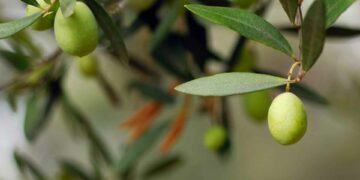 Bir Veda, Bir Yurt/suzluk – Umut Bozkurt