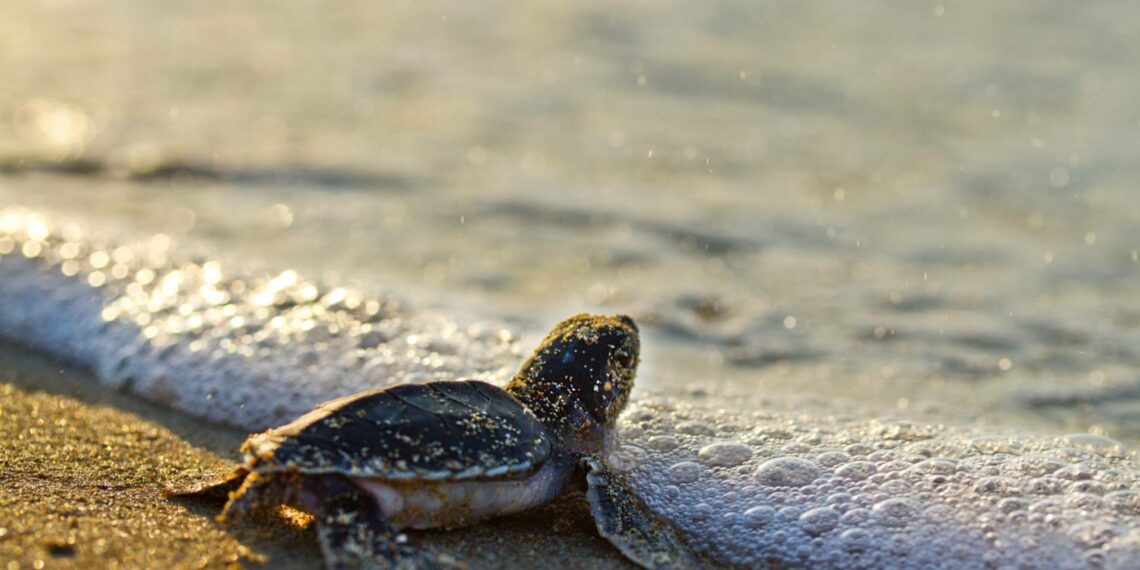 Carettaların ölüm nedeni balıkçılık