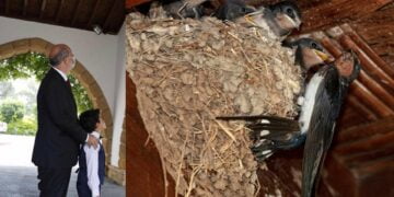 Kırlangıçlar kktc’yi tanıdı