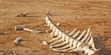 Dünyadaki 1 milyon bitki ve hayvan türü yok olma tehdidiyle karşı karşıya