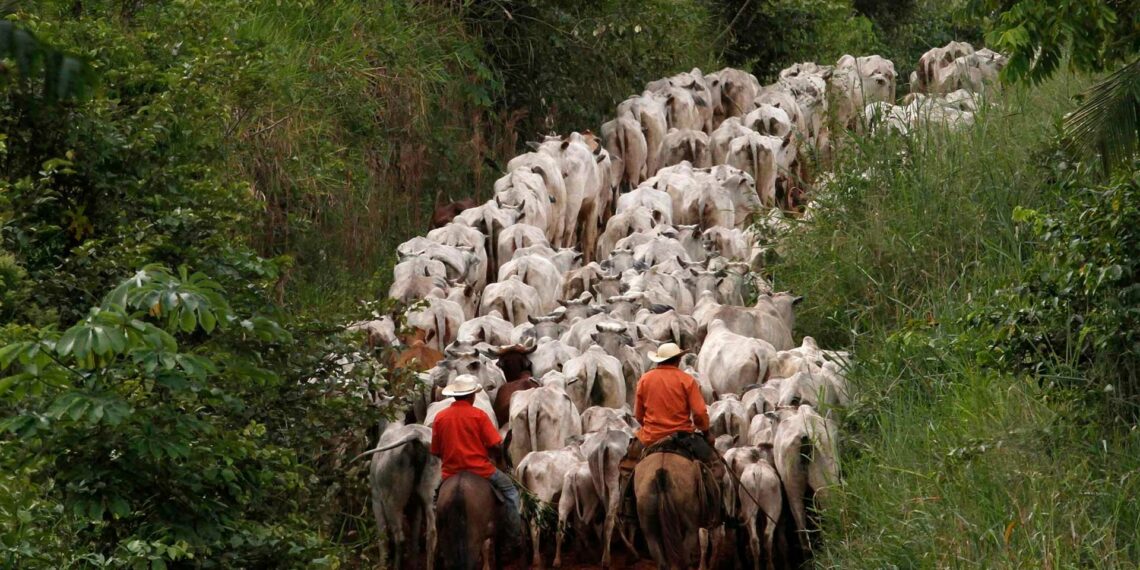 Büyük moda markaları Amazon yağmur ormanlarını riske atıyor