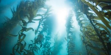 Okyanus habitatları 2060’a kadar oldukça farklılaşabilir