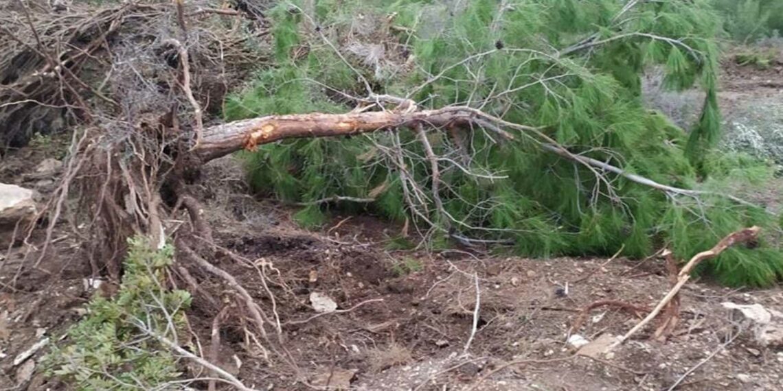 “325 çam ağacı ve 20 zeytin ağacı iş makineleriyle sökülerek katledildi”