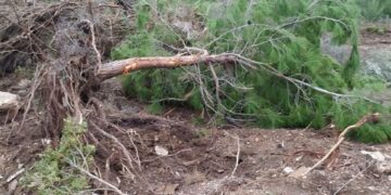 “325 çam ağacı ve 20 zeytin ağacı iş makineleriyle sökülerek katledildi”