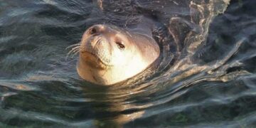 Kıbrıs’taki Akdeniz Foku sayısı 21’e yükseldi