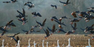 İklim krizi nedeniyle hayvanların göç yollarının bozulması bitkilerin yok olması riskini yarattı