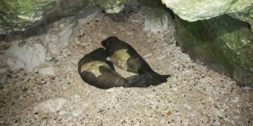 Ayia Napa’da nadir rastlanan iki fok dünyaya geldi