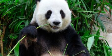 Doğal parklar biyolojik çeşitlilik kaybını durdurmak için yetersiz