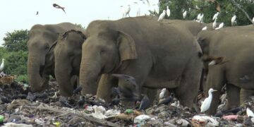 Sri Lanka’da son sekiz yılda en az 20 fil plastik çöp yemekten hayatını kaybetti
