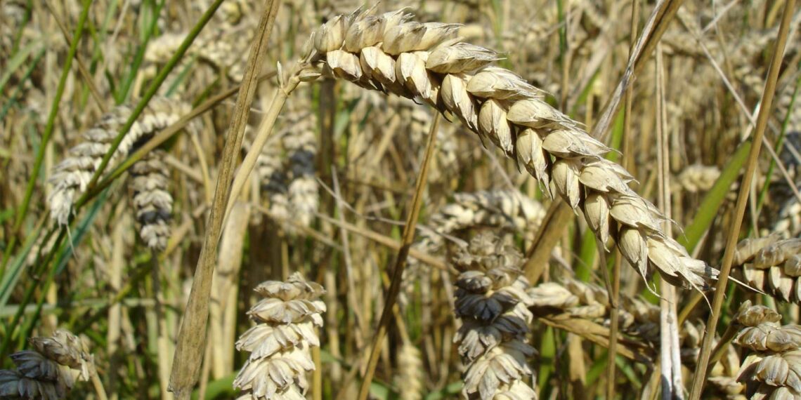 Buğday fiyatları 14 yılın zirvesinde