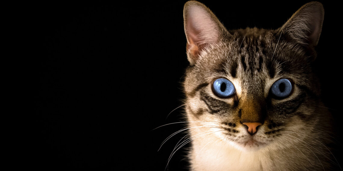 İstilacı insanlık varken, Polonya’da kediler ‘istilacı yabancı tür’ olarak sınıflandırıldı