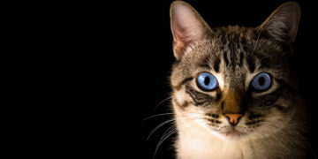 İstilacı insanlık varken, Polonya’da kediler ‘istilacı yabancı tür’ olarak sınıflandırıldı