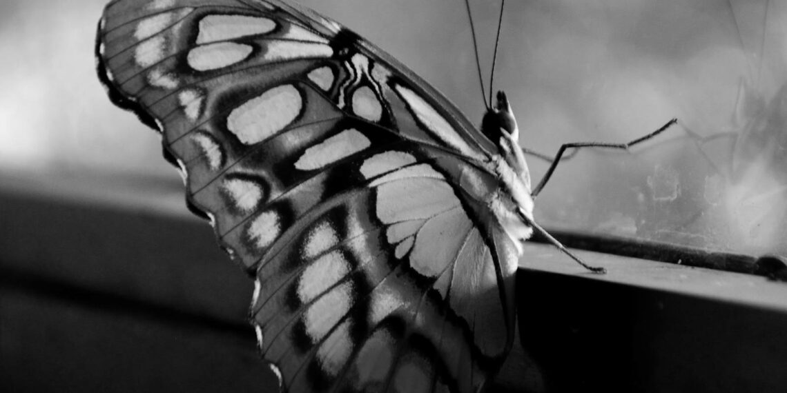 Siz bayım keleksiniz | Tüge Dağaşan