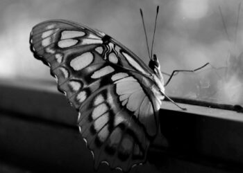 Siz bayım keleksiniz | Tüge Dağaşan