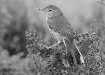 Kıbrıs’ta yeni bir kuş türü tespit edildi
