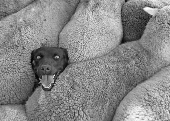 Türk korkusu | Tevfik Aytekin