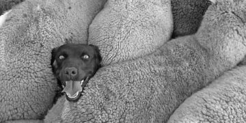 Türk korkusu | Tevfik Aytekin