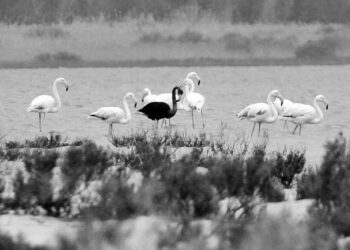 Kara flamingo “Melani” geri geldi