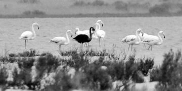 Kara flamingo “Melani” geri geldi