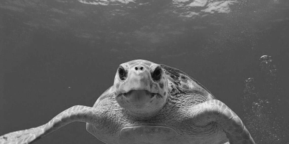 İnsanların merağı deniz kaplumbağalarına zarar veriyor