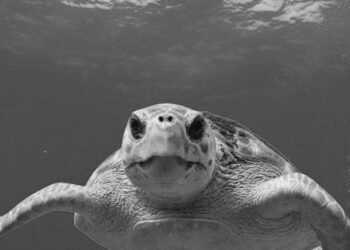 İnsanların merağı deniz kaplumbağalarına zarar veriyor