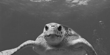 İnsanların merağı deniz kaplumbağalarına zarar veriyor