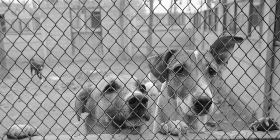 Evcil hayvan edinmenin sorumluluklarının farkında değiliz