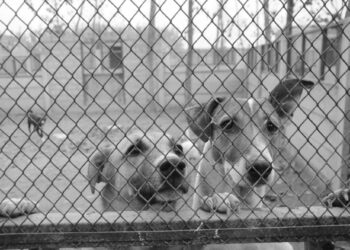 Evcil hayvan edinmenin sorumluluklarının farkında değiliz