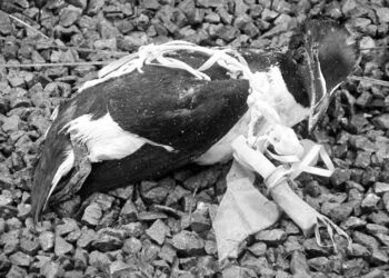 Kuşlar çöplerimizin içinde hayatta kalmaya çalışıyor