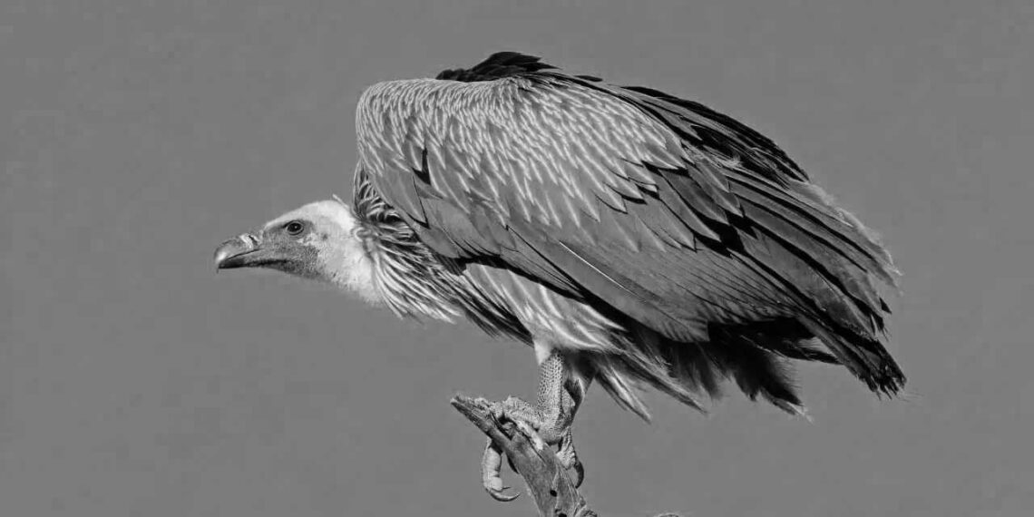 İspanya, Kıbrıs’a akbaba bağışında bulundu