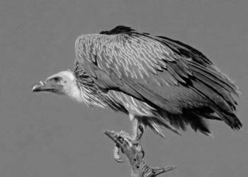 İspanya, Kıbrıs’a akbaba bağışında bulundu