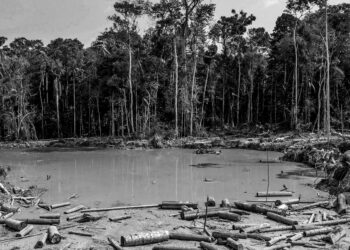 Amazon ormanlarının büyük bir bölümü iyileşemeyebilir